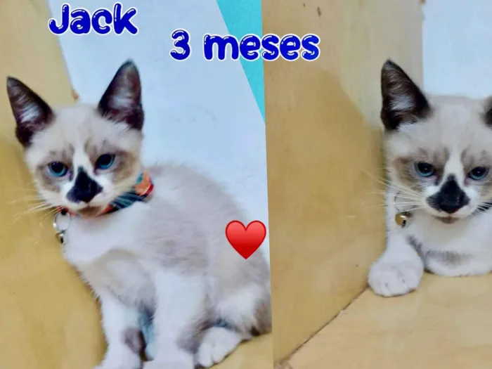 Gato ra a SRD-ViraLata idade 2 a 6 meses nome Jack 