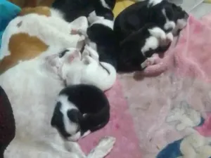 Cachorro raça SRD-ViraLata idade Abaixo de 2 meses nome Princesa e filhotes