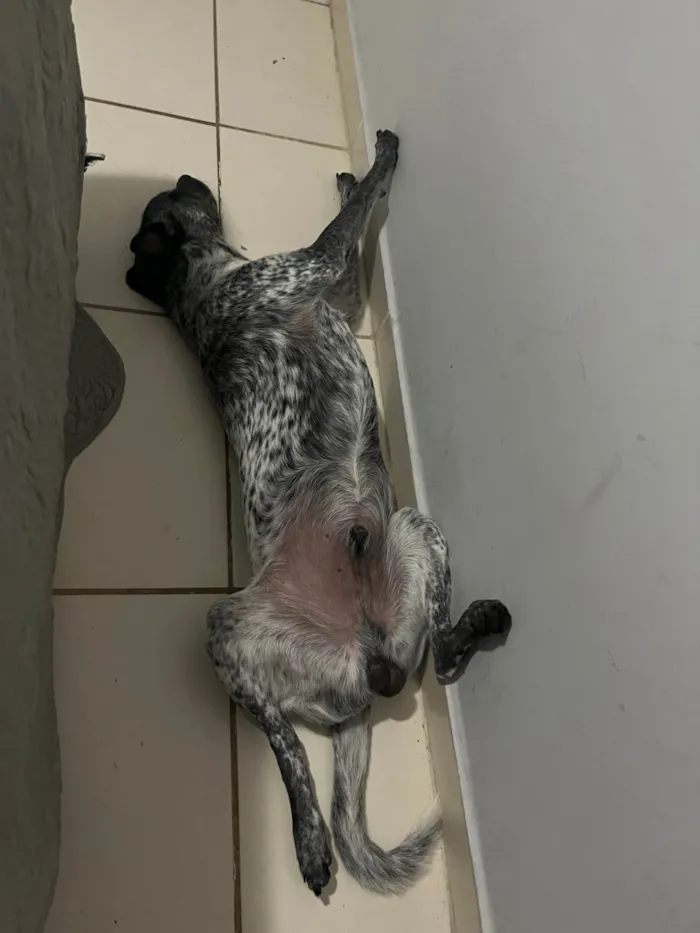 Cachorro ra a SRD-ViraLata idade 1 ano nome Ice