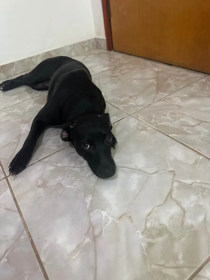 Cachorro ra a SRD-ViraLata idade 7 a 11 meses nome Sem nome 