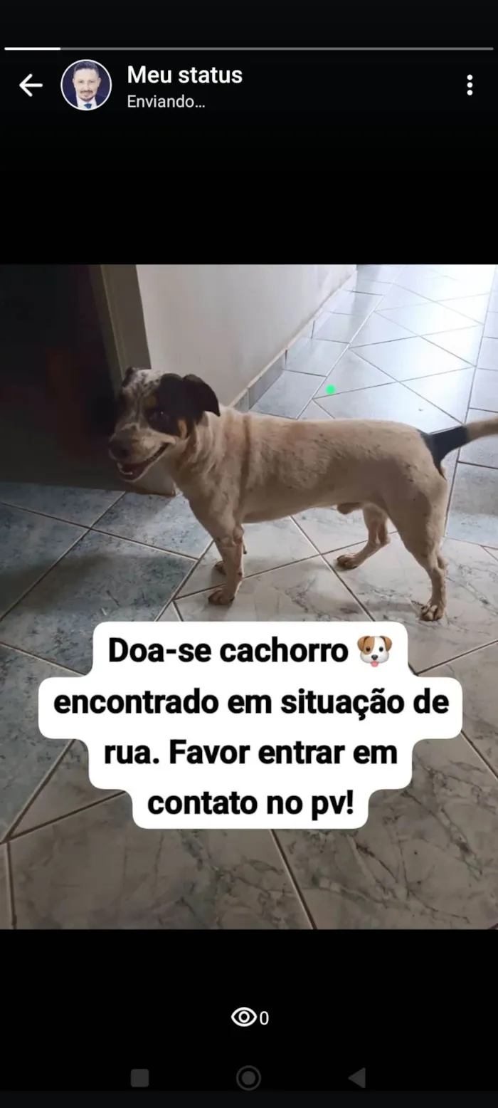 Cachorro ra a SRD-ViraLata idade 3 anos nome Falcão 