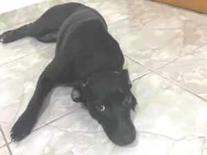 Cachorro raça SRD-ViraLata idade 7 a 11 meses nome Sem nome 