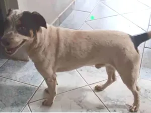 Cachorro raça SRD-ViraLata idade 3 anos nome Falcão 