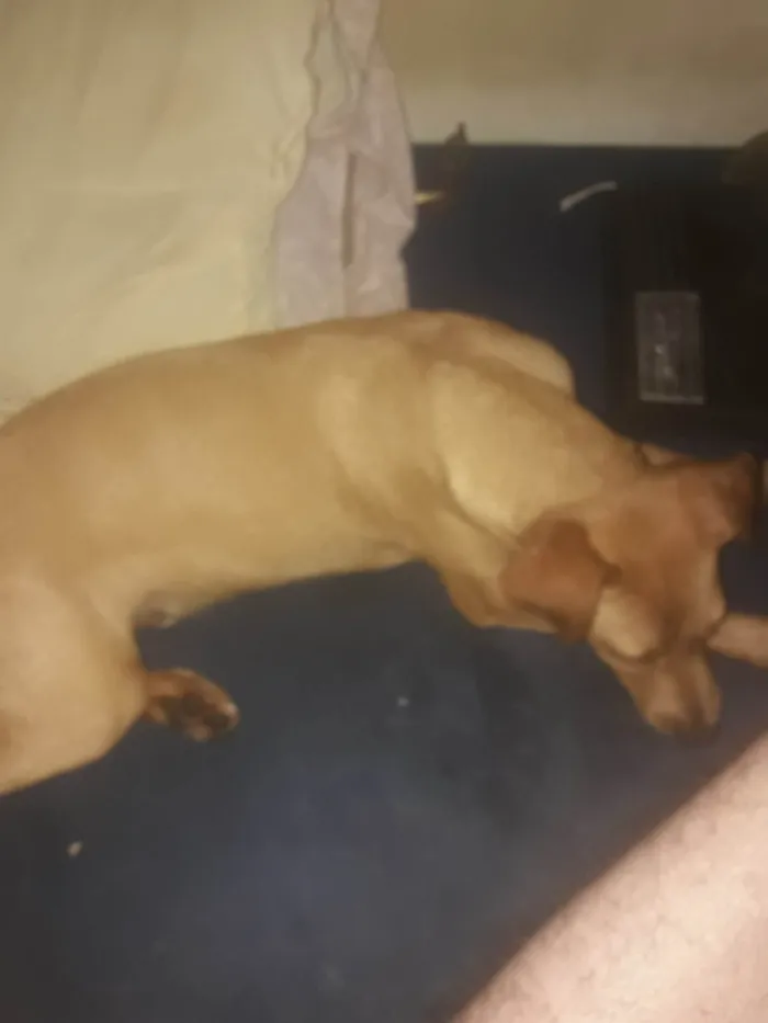 Cachorro ra a SRD-ViraLata idade 7 a 11 meses nome Caramelo