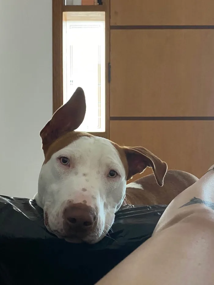 Cachorro ra a Pit-Bull idade 1 ano nome Sem nome 