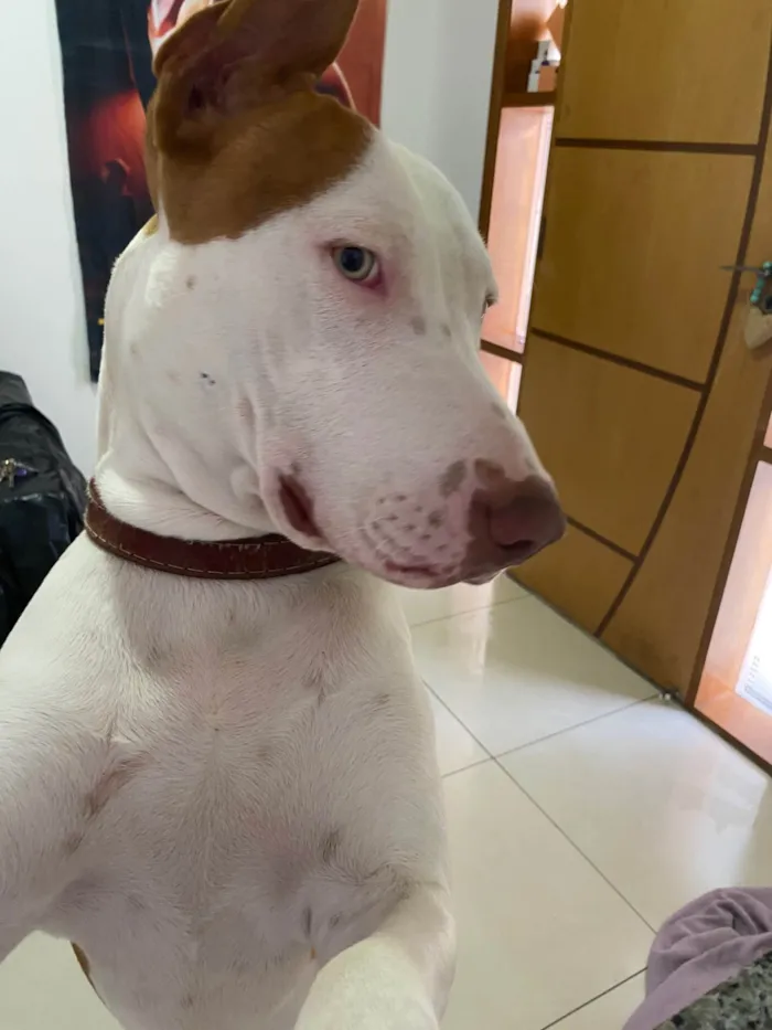 Cachorro ra a Pit-Bull idade 1 ano nome Sem nome 