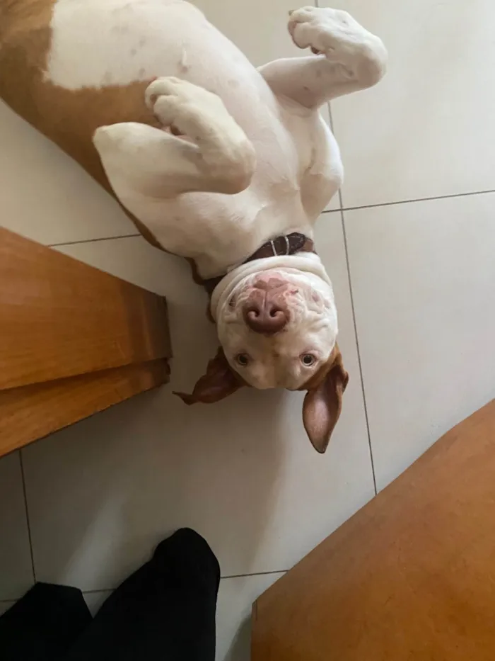 Cachorro ra a Pit-Bull idade 1 ano nome Sem nome 