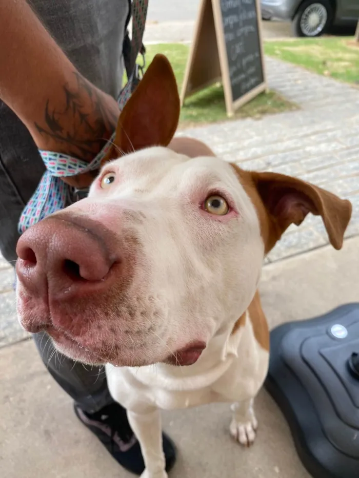 Cachorro ra a Pit-Bull idade 1 ano nome Sem nome 