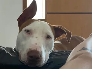 Cachorro raça Pit-Bull idade 1 ano nome Sem nome 