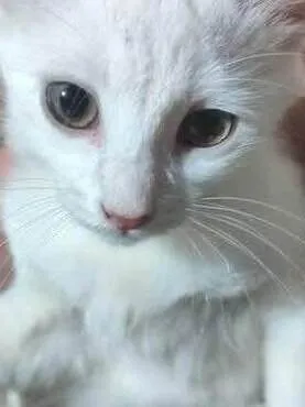 Gato ra a SRD-ViraLata idade 2 a 6 meses nome Marshmallow