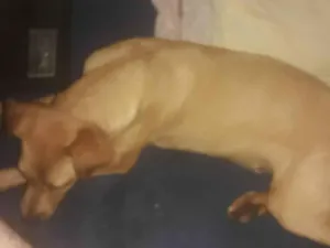 Cachorro raça SRD-ViraLata idade 7 a 11 meses nome Caramelo