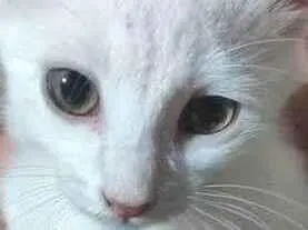 Gato raça SRD-ViraLata idade 2 a 6 meses nome Marshmallow