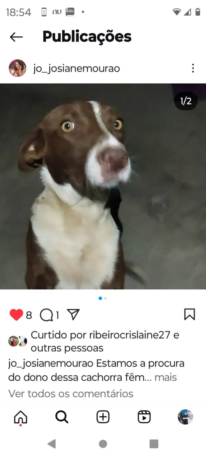 Cachorro ra a SRD-ViraLata idade 2 a 6 meses nome Chocolate 