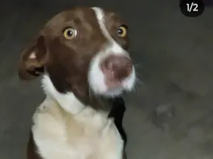 Cachorro raça SRD-ViraLata idade 2 a 6 meses nome Chocolate 