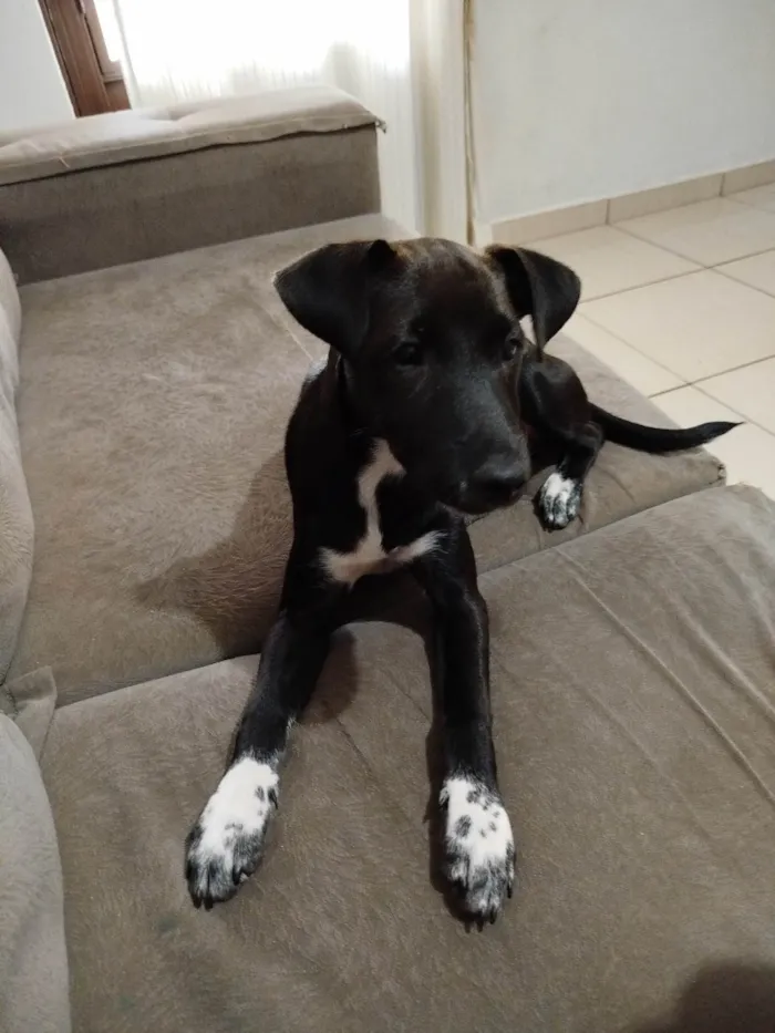 Cachorro ra a SRD-ViraLata idade 2 a 6 meses nome Blade