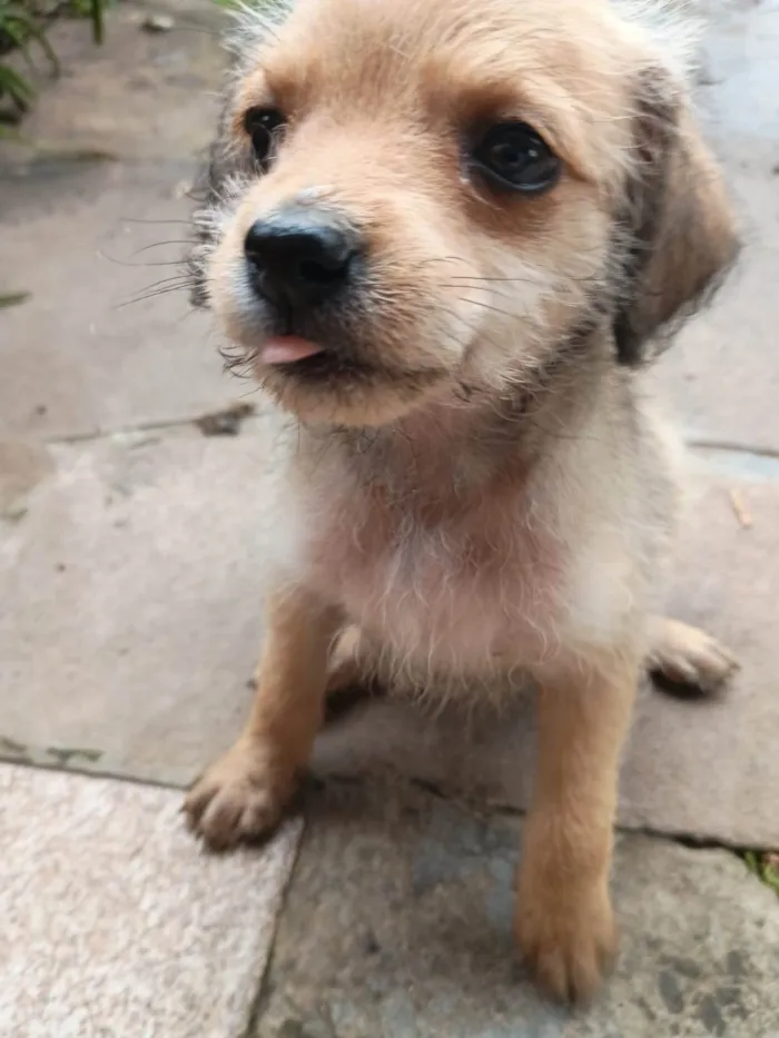 Cachorro ra a SRD-ViraLata idade 2 a 6 meses nome Nairo Adriano Rumayor Niffa 