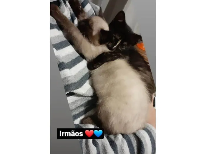 Gato ra a SRD-ViraLata idade 2 anos nome Nico