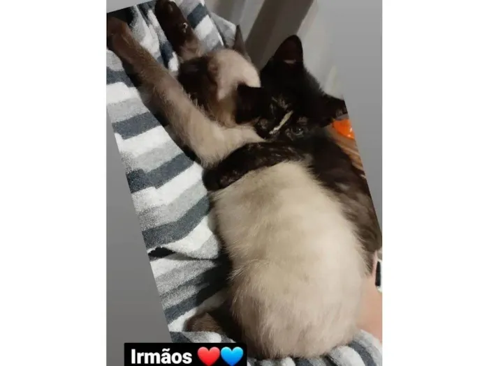 Gato ra a SRD-ViraLata idade 2 anos nome Mika