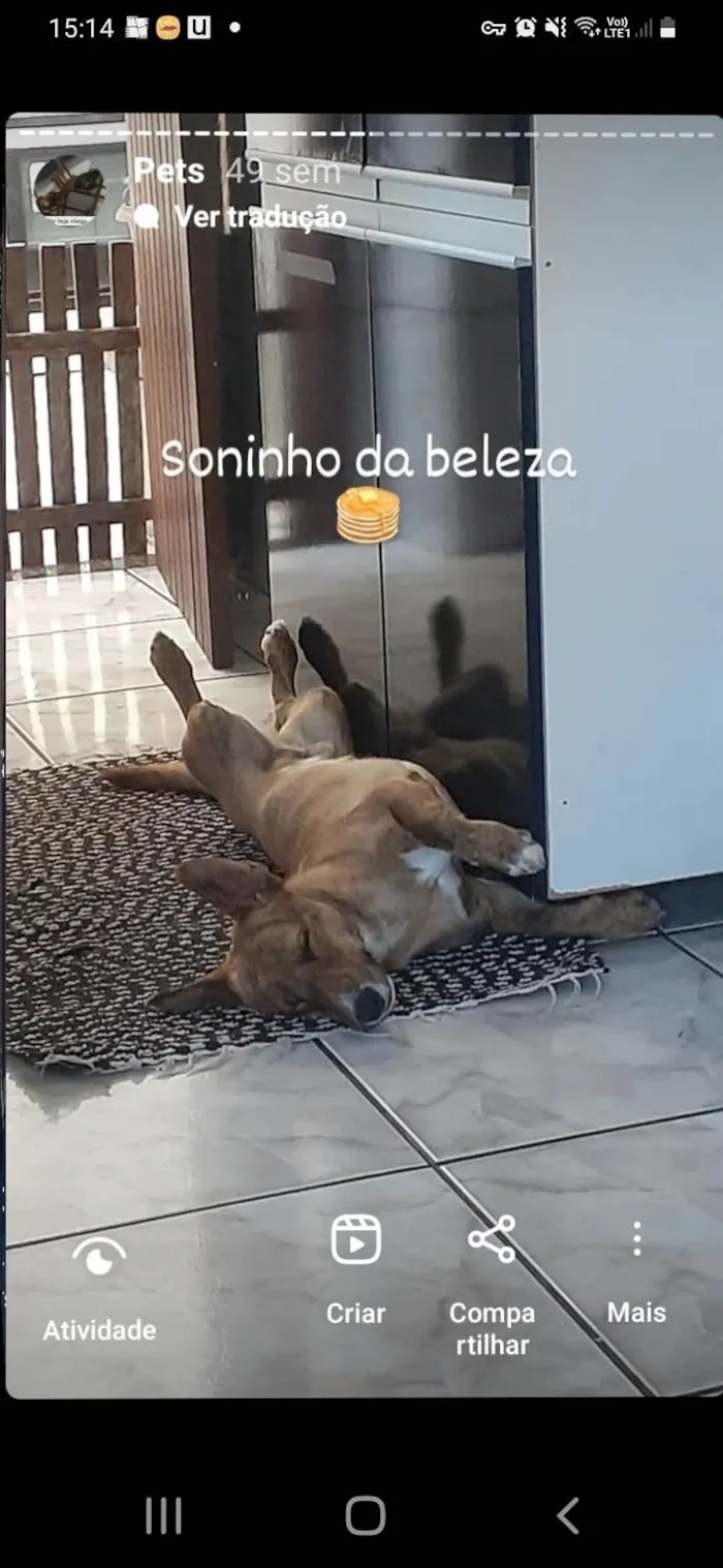 Cachorro ra a SRD-ViraLata idade 2 anos nome Panqueca