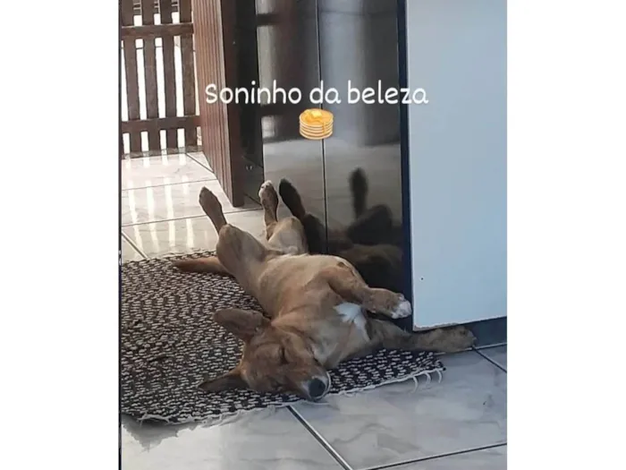 Cachorro ra a SRD-ViraLata idade 2 anos nome Panqueca