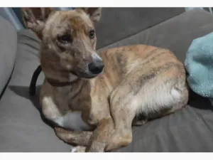 Cachorro raça SRD-ViraLata idade 2 anos nome Panqueca