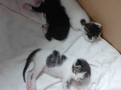Gato raça SRD-ViraLata idade Abaixo de 2 meses nome Gatinhos pra adoção 