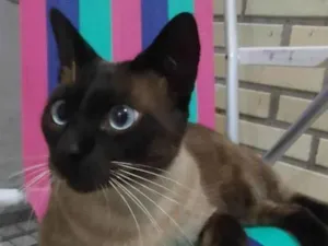 Gato raça SRD-ViraLata idade 2 anos nome Nico