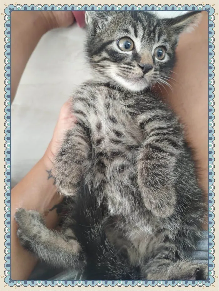 Gato ra a SRD-ViraLata idade Abaixo de 2 meses nome Lindos bebês