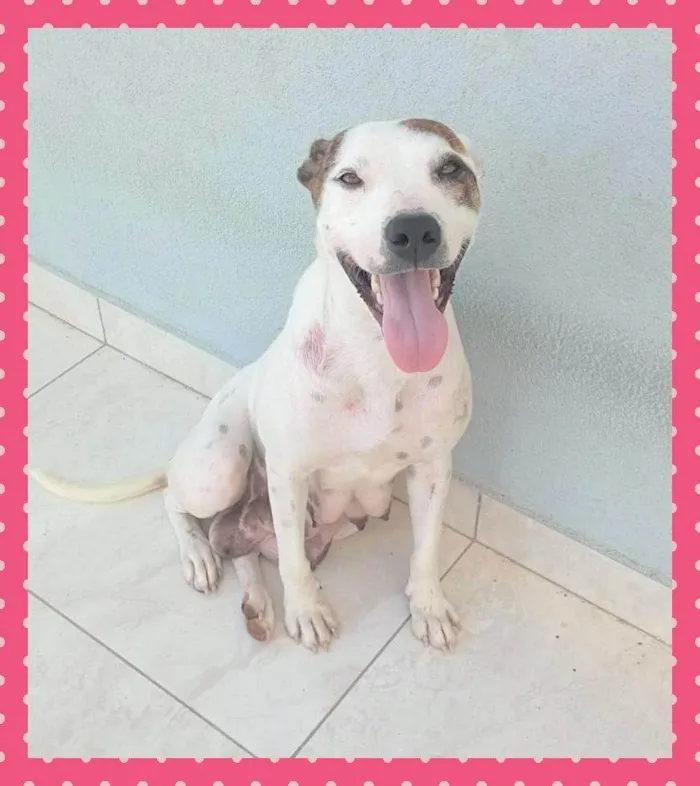 Cachorro ra a Pit-Bull idade 2 anos nome Pitizinha