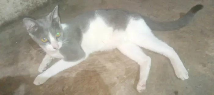 Gato ra a SRD-ViraLata idade 2 a 6 meses nome Felina 