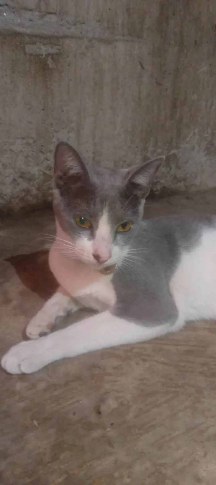 Gato ra a SRD-ViraLata idade 2 a 6 meses nome Felina 