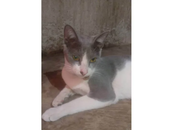 Gato ra a SRD-ViraLata idade 2 a 6 meses nome Felina 