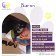 Baron