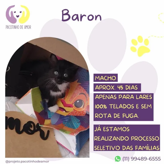 Gato ra a SRD-ViraLata idade 2 a 6 meses nome Baron