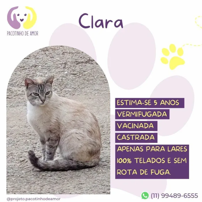 Gato ra a SRD-ViraLata idade 4 anos nome Clara