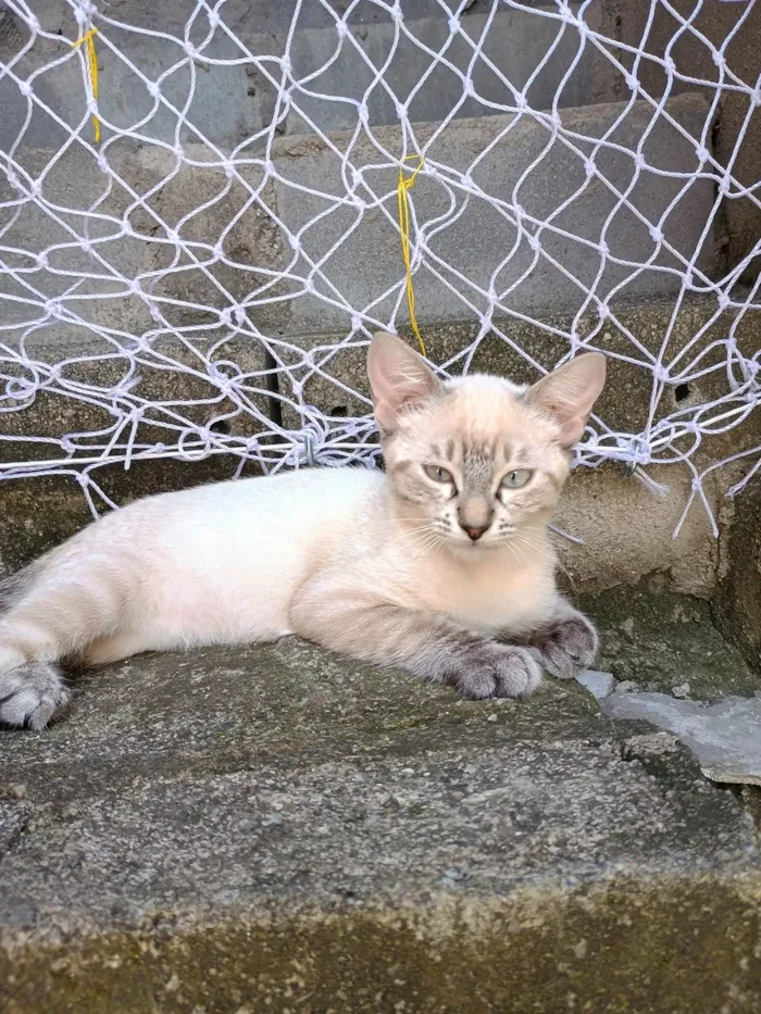 Gato ra a SRD-ViraLata idade 2 a 6 meses nome Aurora 