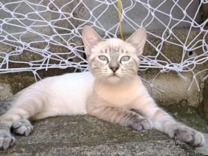 Gato raça SRD-ViraLata idade 2 a 6 meses nome Aurora 