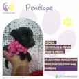 Penélope