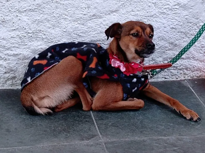 Cachorro ra a SRD-ViraLata idade 5 anos nome Laika