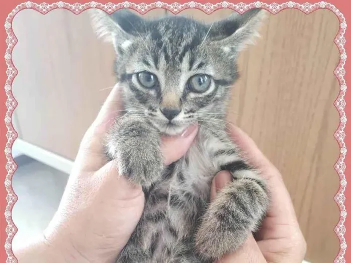 Gato ra a SRD-ViraLata idade Abaixo de 2 meses nome Lindos bebês