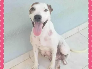 Cachorro raça Pit-Bull idade 2 anos nome Pitizinha