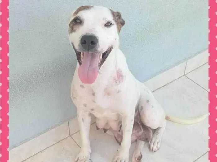 Cachorro ra a Pit-Bull idade 2 anos nome Pitizinha