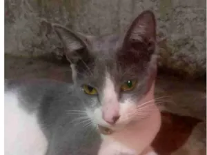 Gato raça SRD-ViraLata idade 2 a 6 meses nome Felina 