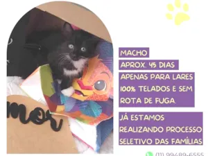 Gato raça SRD-ViraLata idade 2 a 6 meses nome Baron