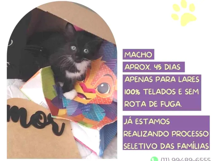 Gato ra a SRD-ViraLata idade 2 a 6 meses nome Baron