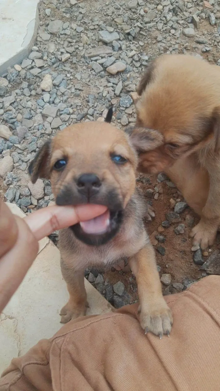 Cachorro ra a SRD-ViraLata idade 2 a 6 meses nome PETRA CONCEIÇÃO VIEIRA DE LIMA