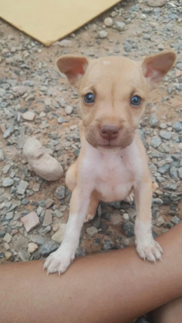 Cachorro ra a SRD-ViraLata idade 2 a 6 meses nome PETRA CONCEIÇÃO VIEIRA DE LIMA