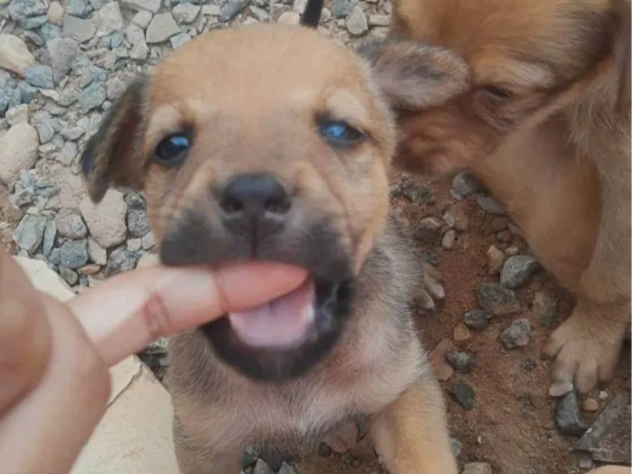 Cachorro ra a SRD-ViraLata idade 2 a 6 meses nome PETRA CONCEIÇÃO VIEIRA DE LIMA