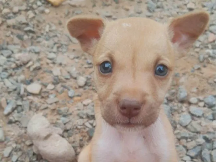 Cachorro ra a SRD-ViraLata idade 2 a 6 meses nome PETRA CONCEIÇÃO VIEIRA DE LIMA