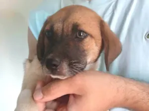 Cachorro raça SRD-ViraLata idade Abaixo de 2 meses nome Sem-nome